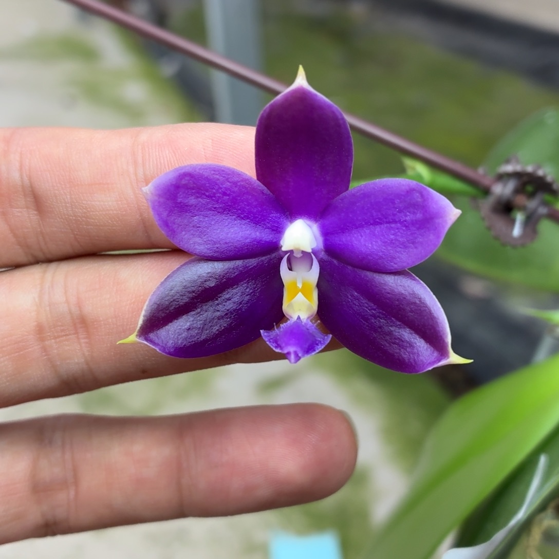 当前无花朵，栽培后可花朵A2760yss1180