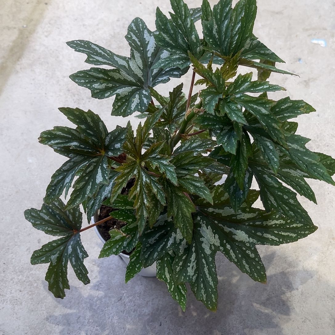 完全开放凤蝶竹节