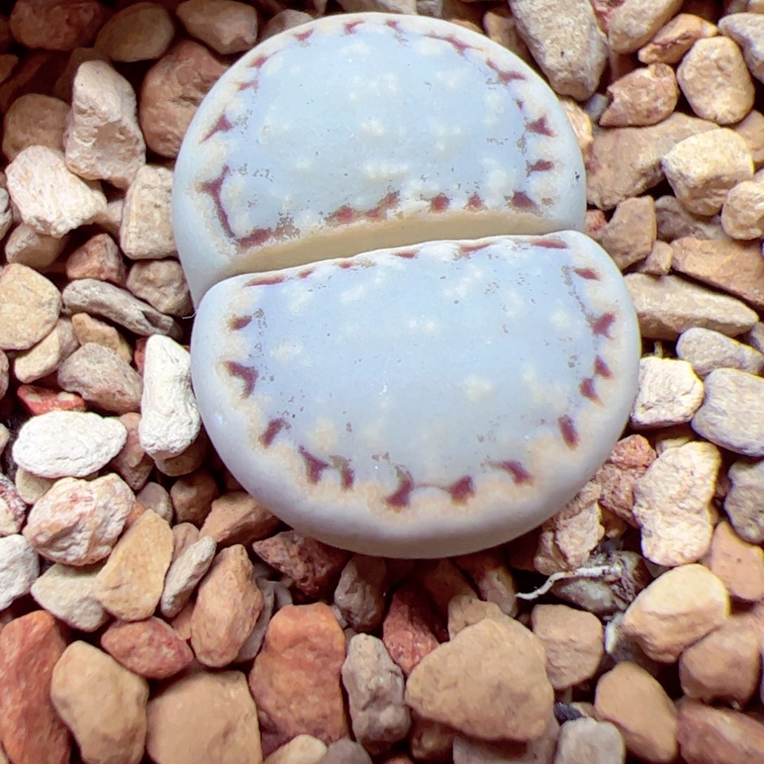 ?****?112 优秀的肉肉51