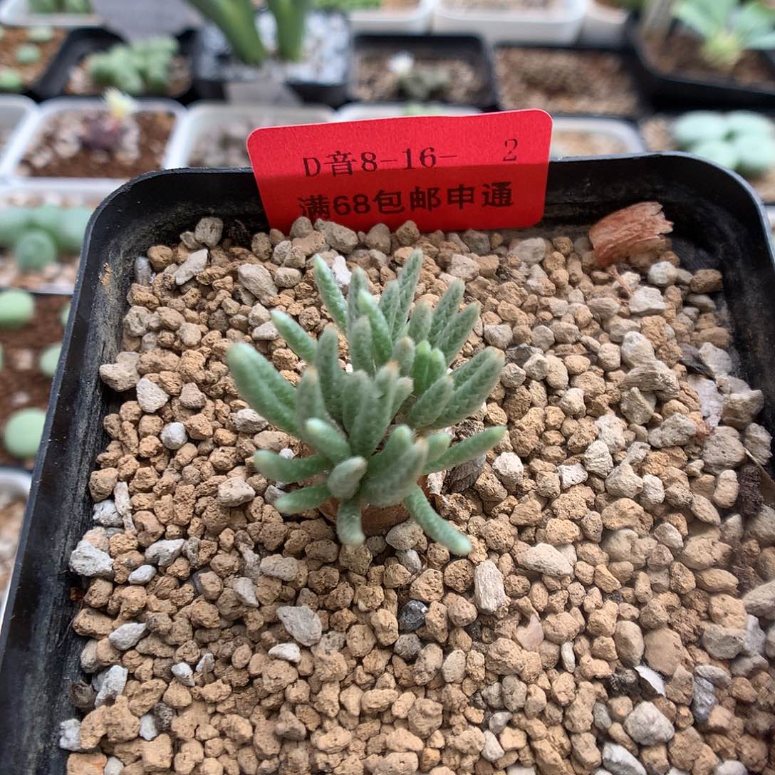 8-16-2 红花韧锦一颗