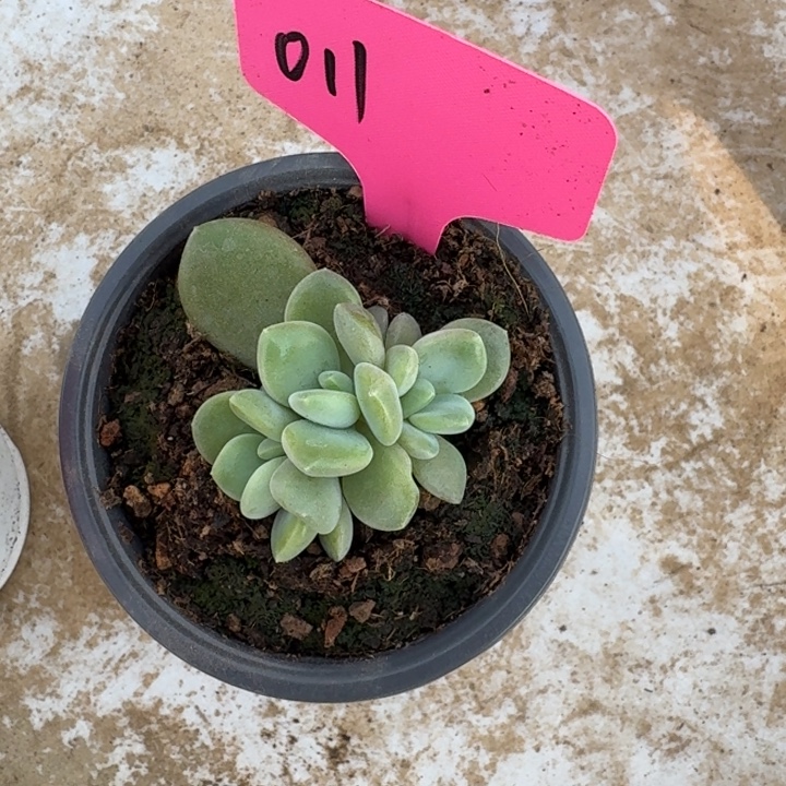 011芒果冰新号福利价