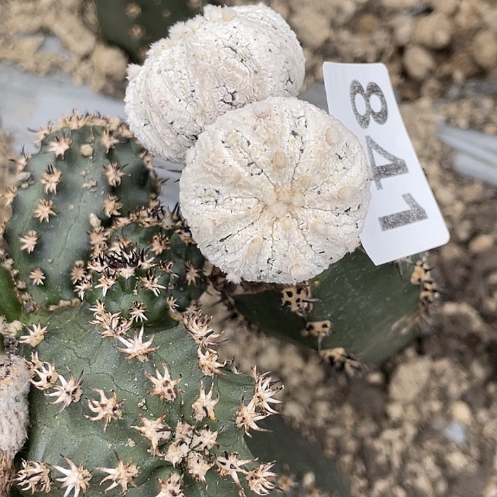 7***七841号福利品 袖蒲苗接双头浓白超兜