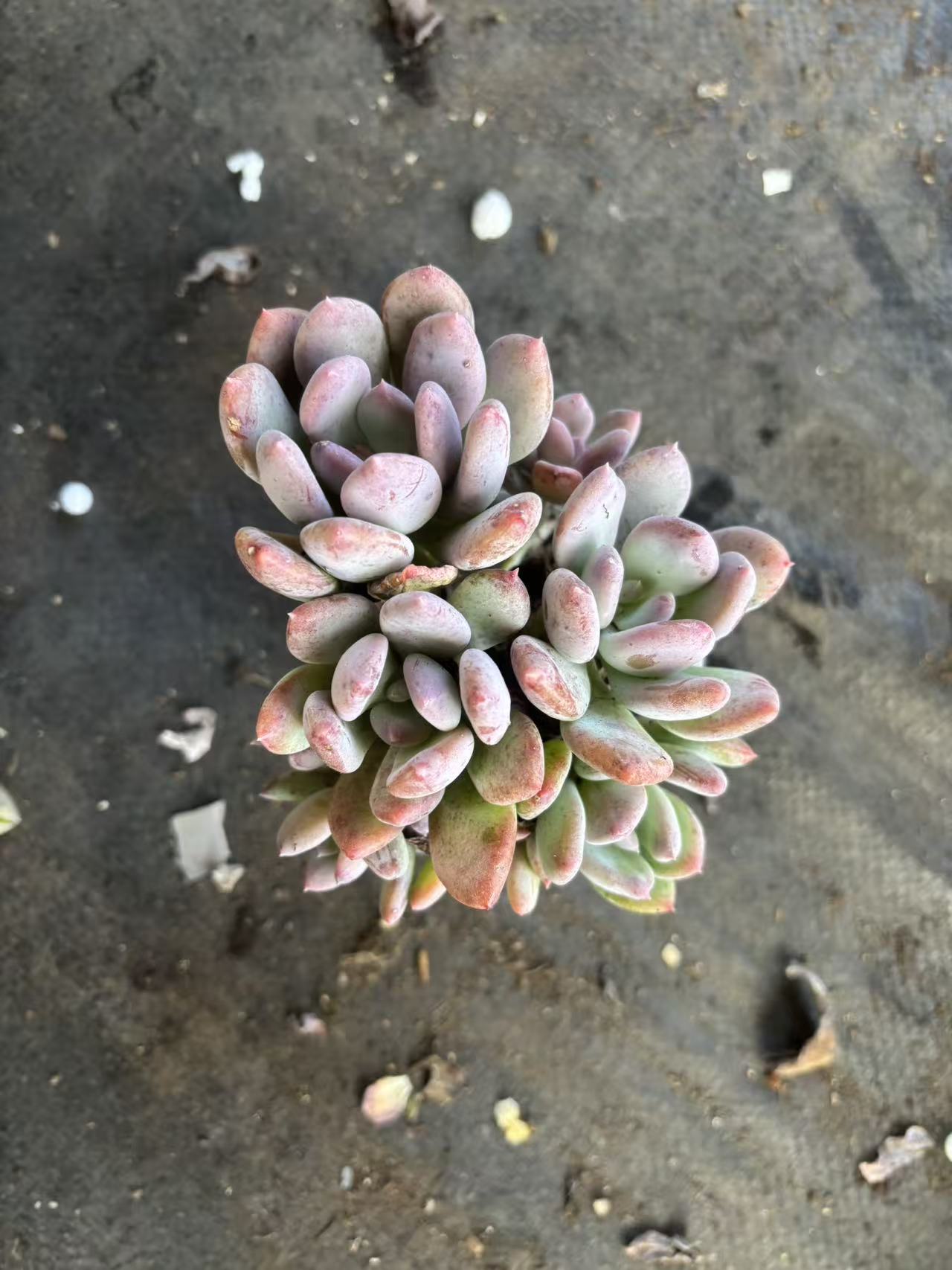 灰姑娘脱土发货多肉植物好养护耐旱适合庭院种植