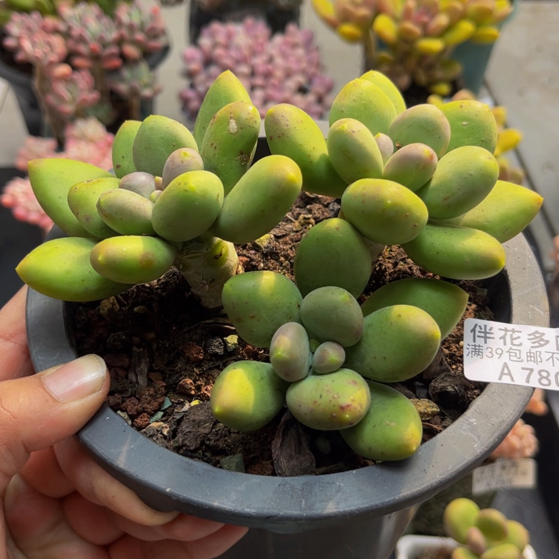 780芒果奶12cm多肉