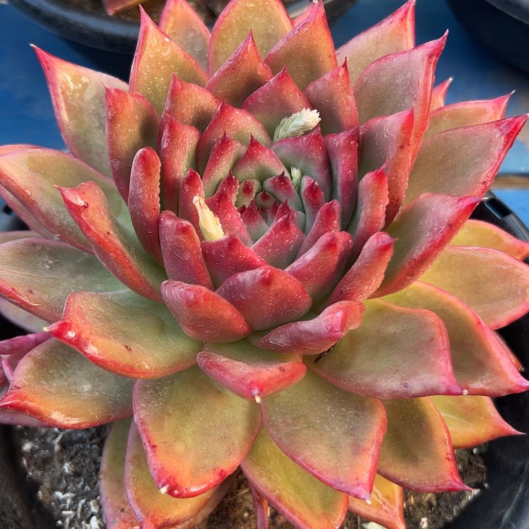 凯亚单头多肉植物