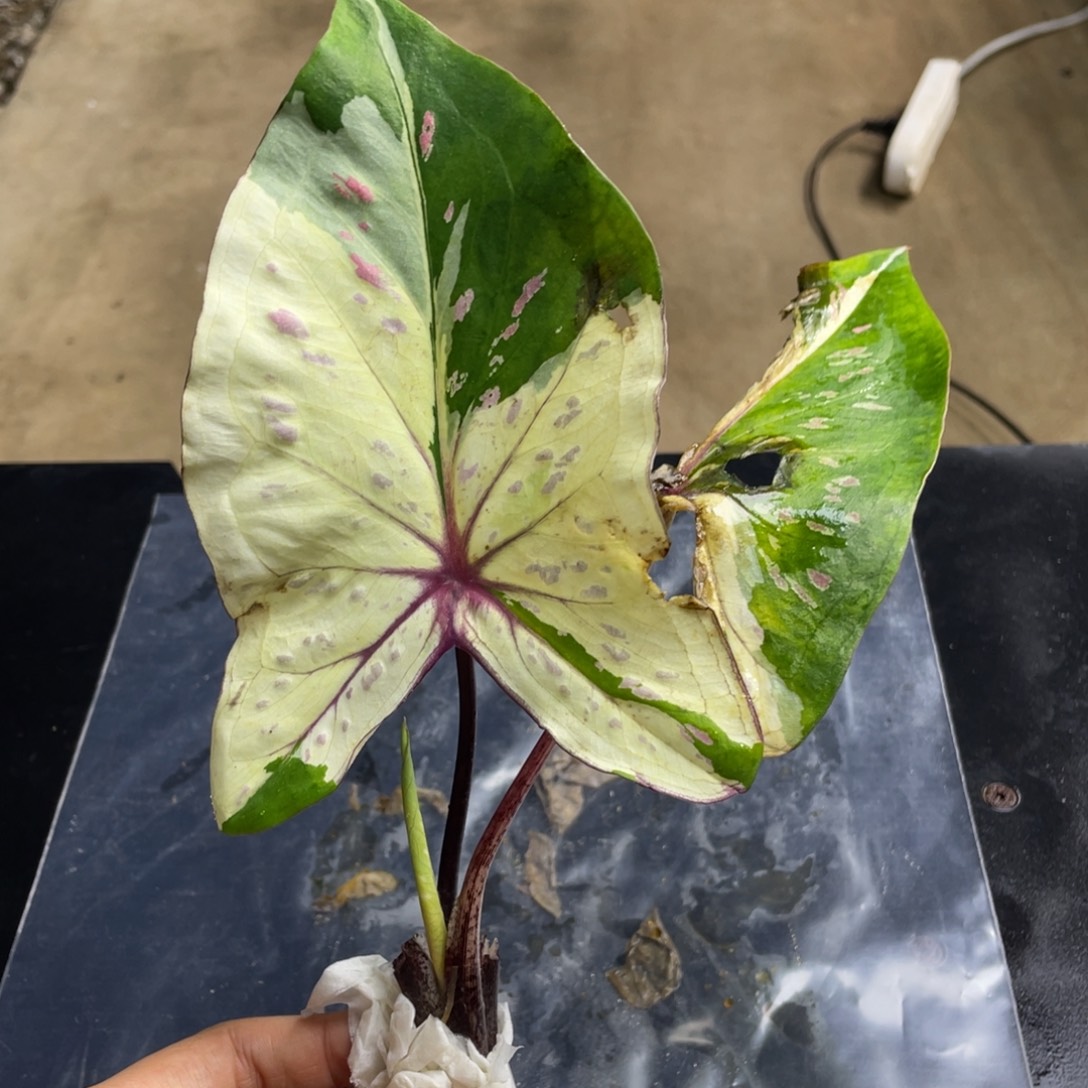 完全开放众神聚会袋装