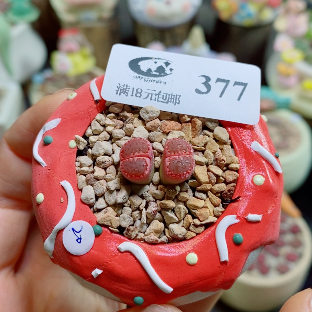 生石花花花哈哈哈哈哈哈377