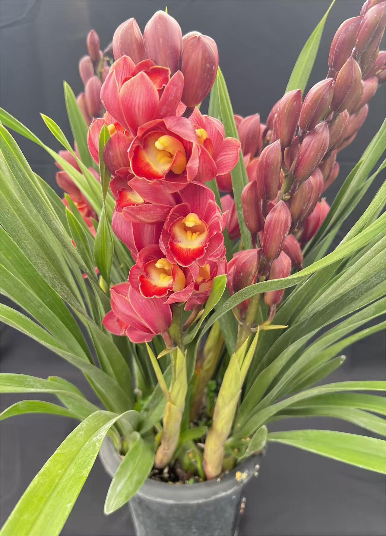 【梦寐以求】 一物一拍   大花蕙兰  红色系 花期长 新手客厅阳台