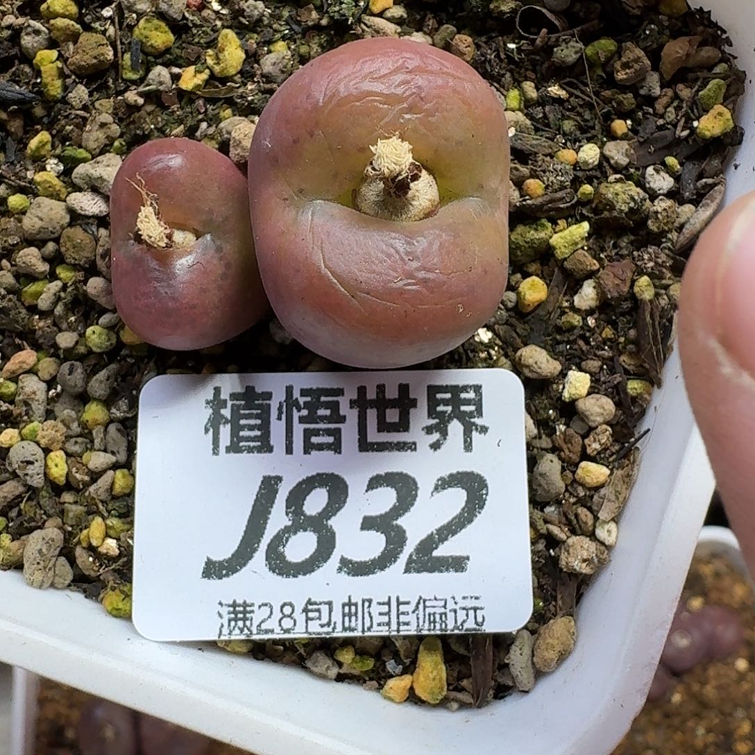 王****多肉植物的人生ghjj