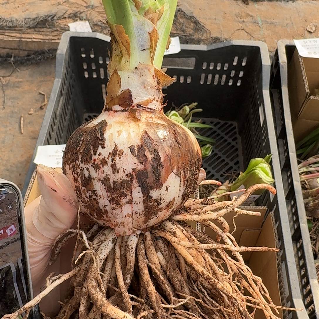 毛毛7➕朱顶红开花球