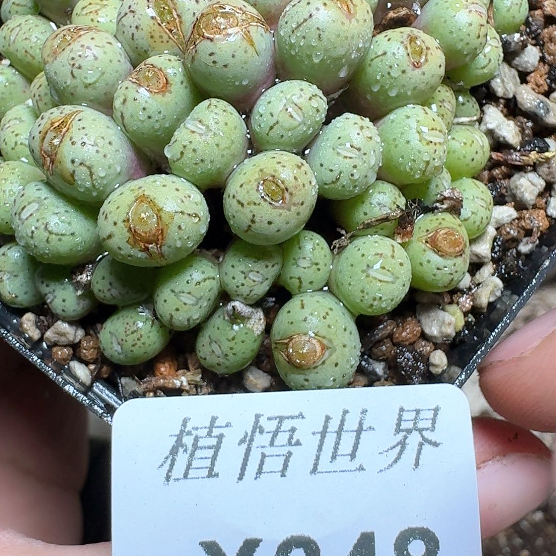 348号多肉植物哇c g