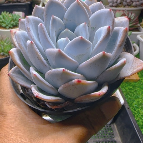 锦安锦品多肉植物380