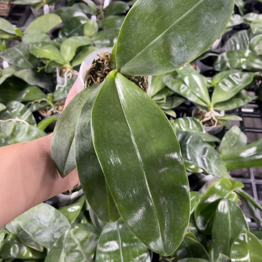 当前无花栽培后可以开花2.5沙美娜花壮苗发顺丰快递