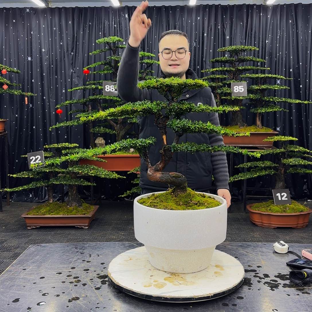 红芽罗汉松高端造型盆景