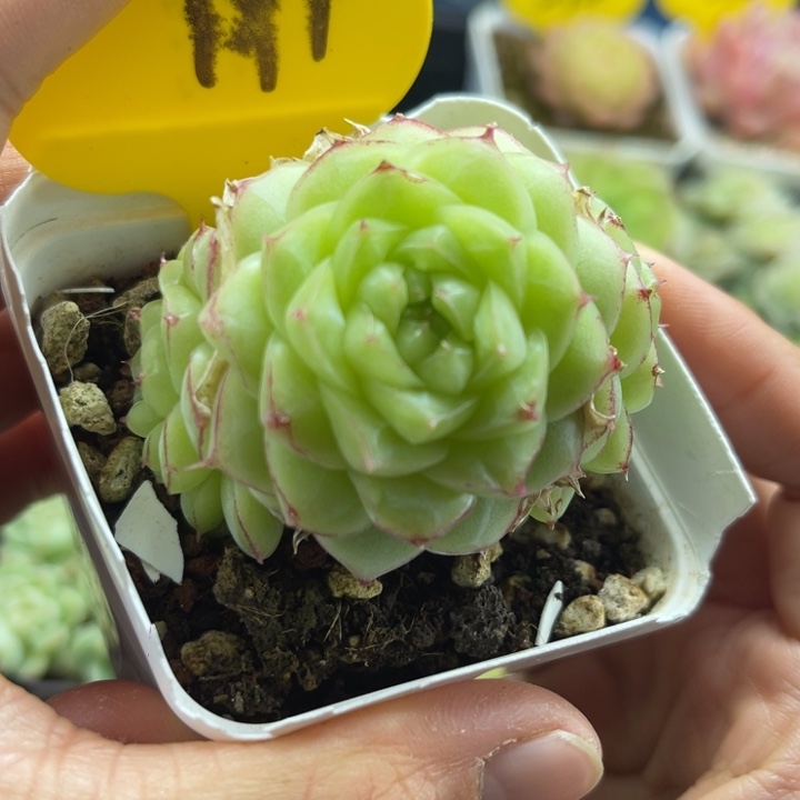 边线珍妮麦秆群191