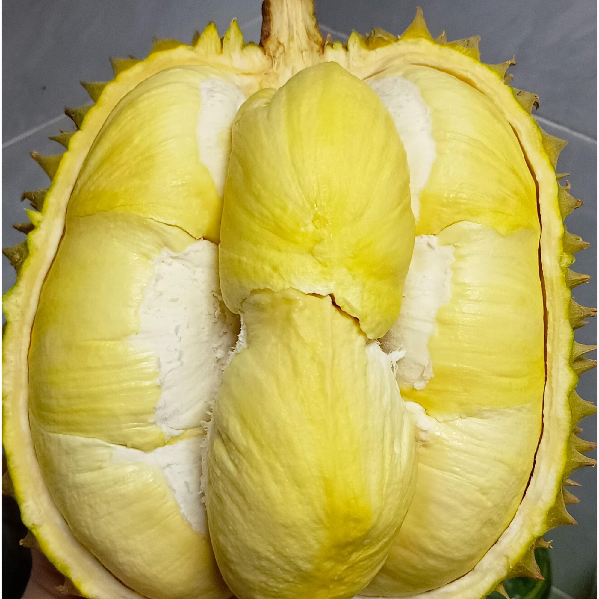 【宠粉福利】越南金枕鲜榴莲2斤湿包或夹生纯果肉核小福利果无法售后（介意勿拍）金枕越南