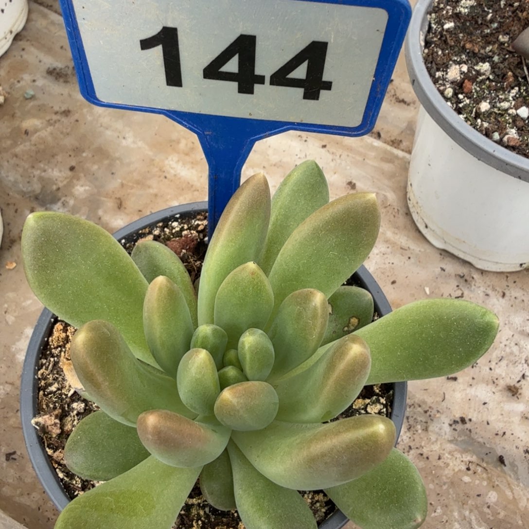 多肉植物橙色奇迹单头144