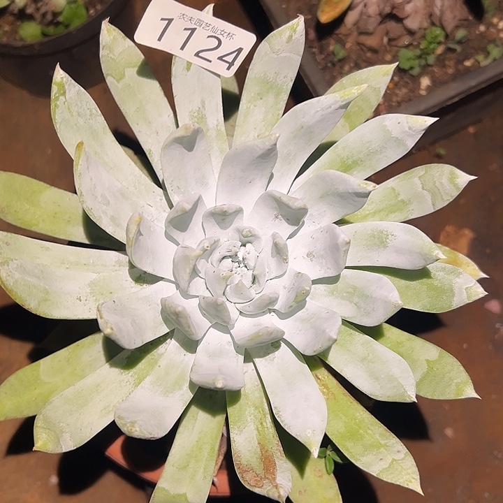 赛琳娜仙女杯多肉福利