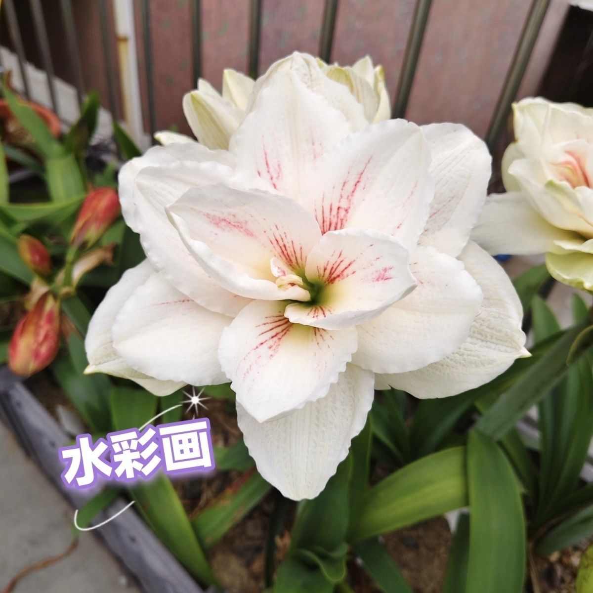 水彩画】大花重瓣朱顶红种球 6-8厘米    包对版