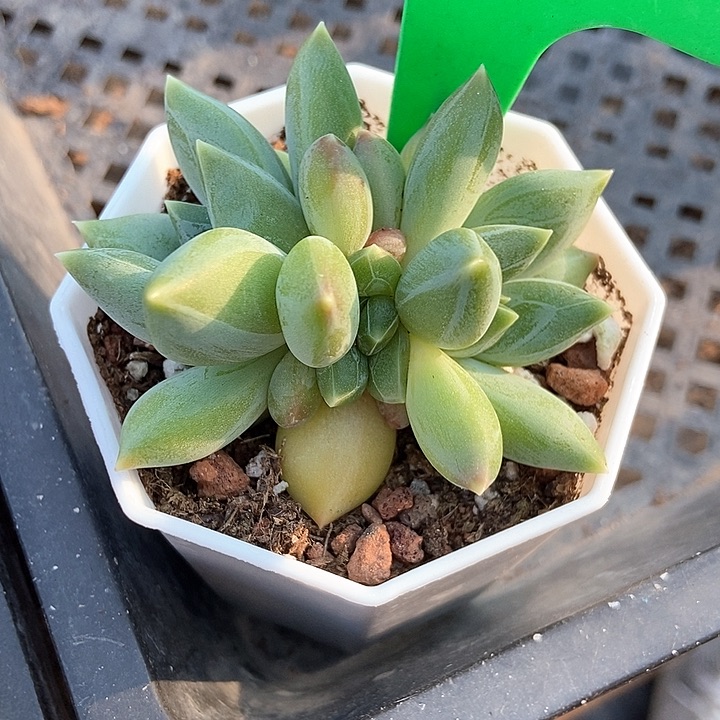 多肉植物重楼1660