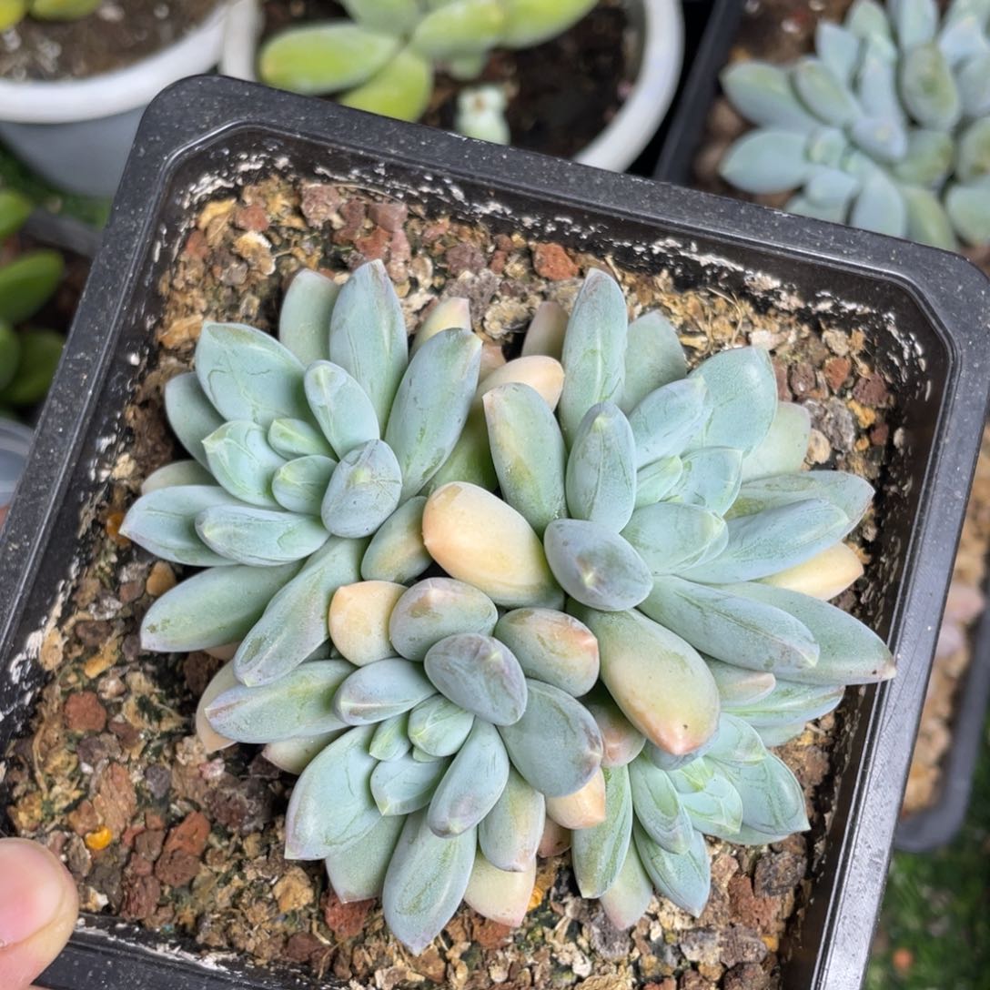 奶瓶美人多肉植物