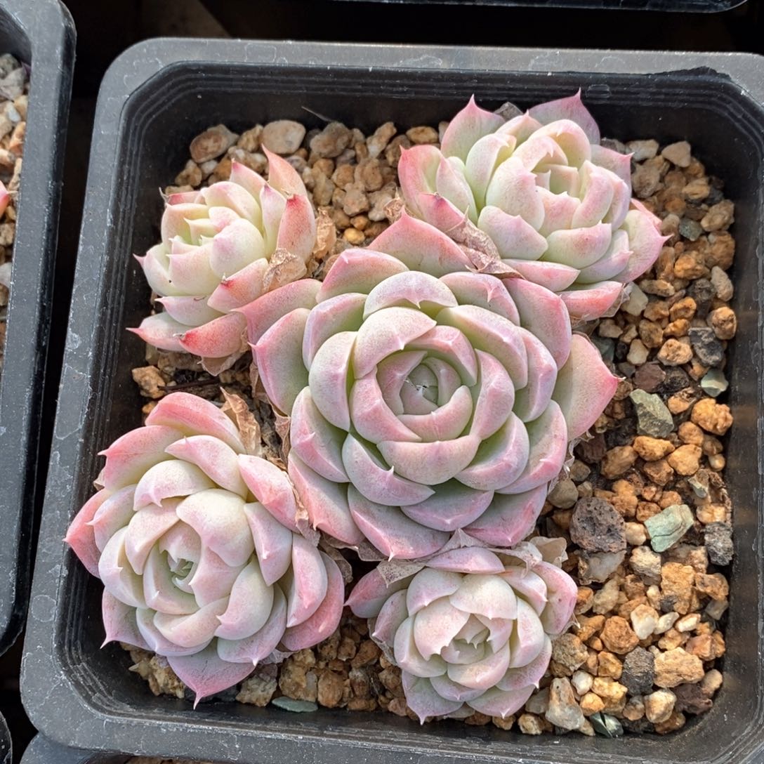 精品多肉一物一拍不包整179