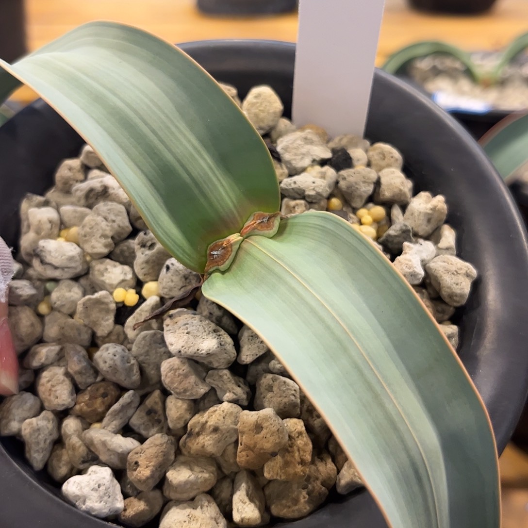 汤圆植物157百岁兰有金线