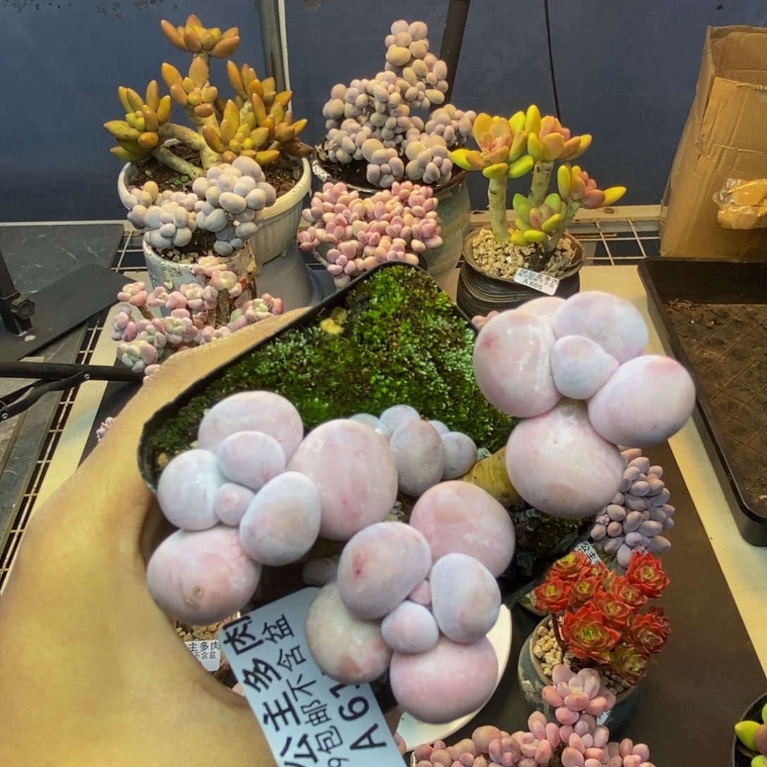 615芭比奶多肉7c m