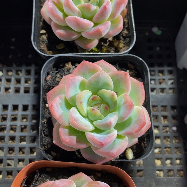 6.5方单头状态后梦带盆土