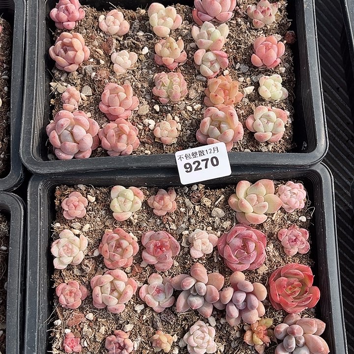 阿雅园艺。     9270两盒