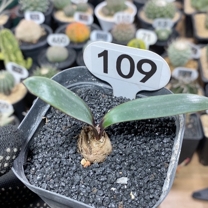 109号实生灯台百合2cm