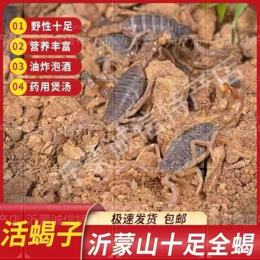 活蝎子沂蒙山全蝎野性十足蝎子活体活虫