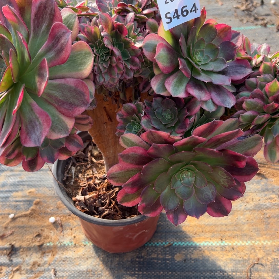 464雨荷缀，满20包邮嘟叮熊