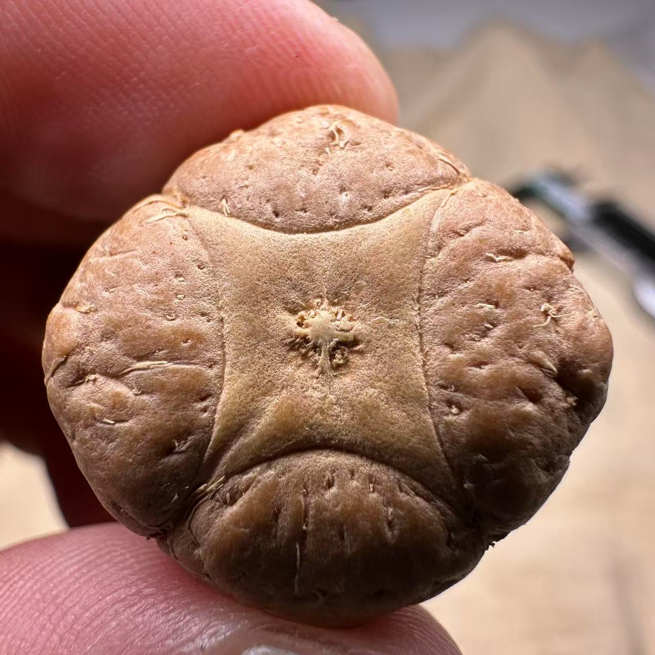 尼泊尔麒麟眼菩提，尺寸24，sss系列，货号S13