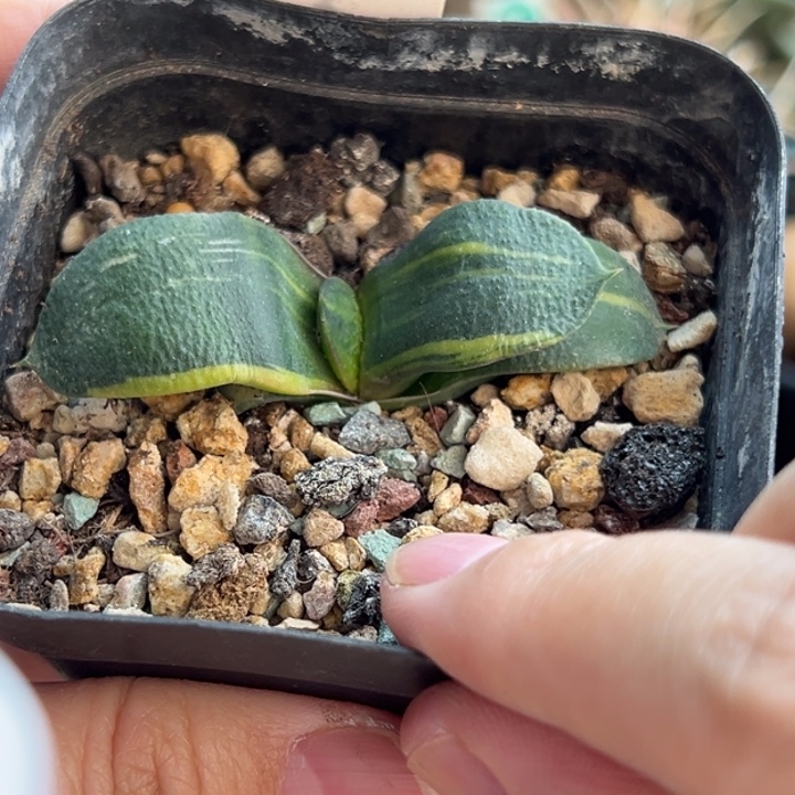 拉丝卧牛锦一棵仙人球