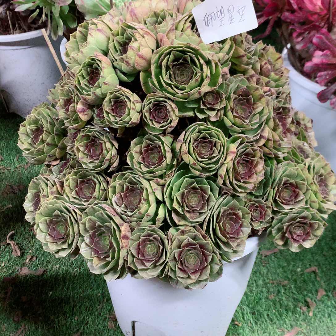 【闪购商品】仰**空万拉丝，多肉