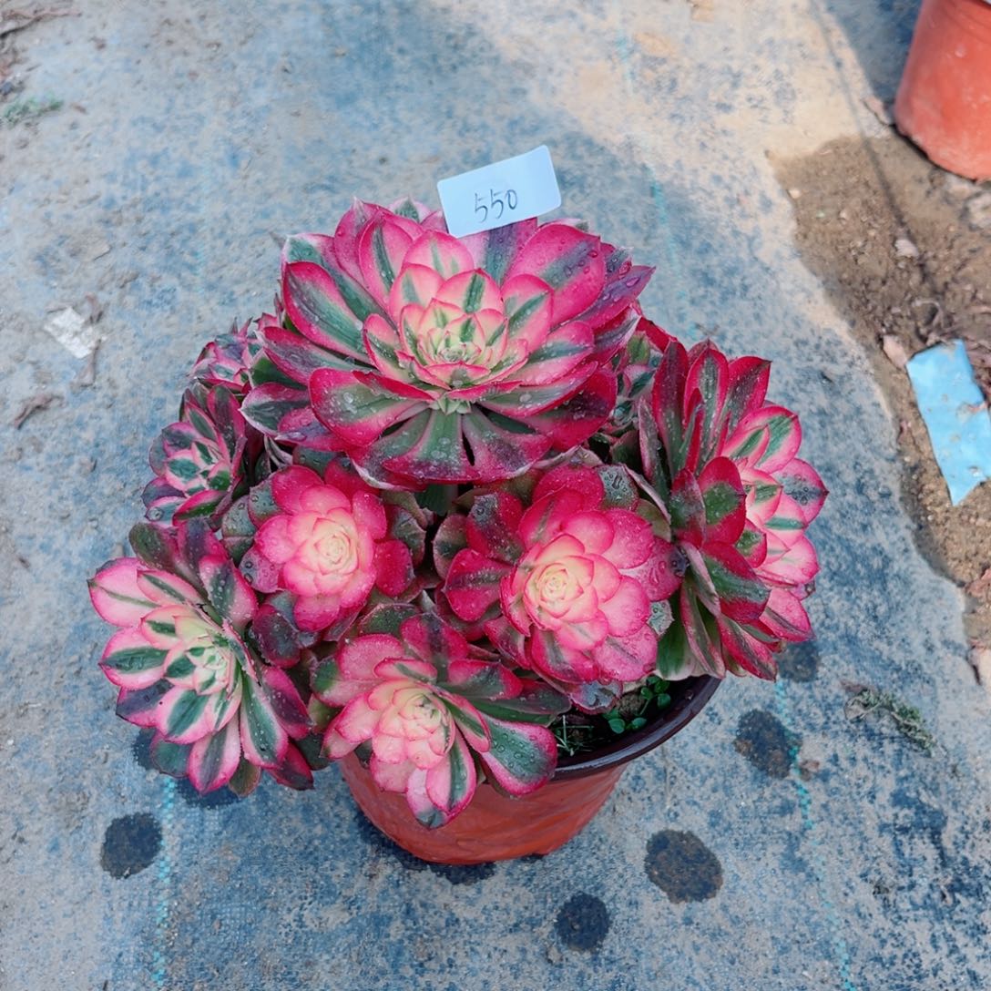 550荔枝法师多肉植物