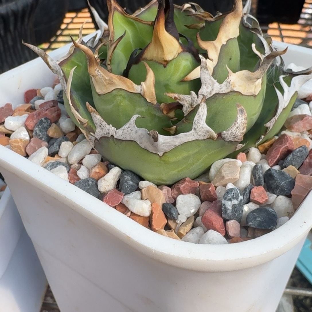 无花朵龙舌兰仁王冠黑帝斯