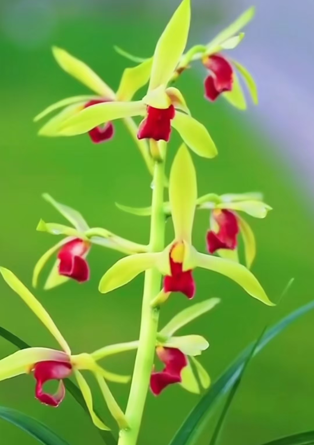 正品国兰一物一拍，请勿跟拍