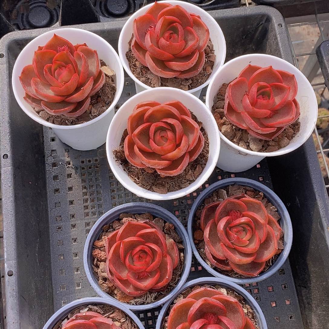 0206-红灯大单头一颗 量拍