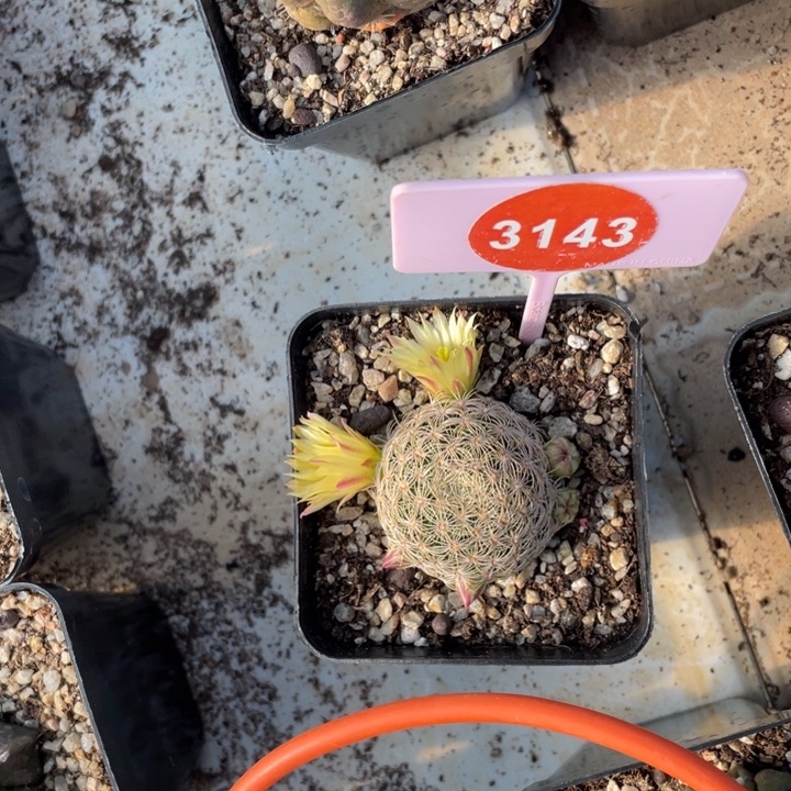 桃***淽自根白子法师3143000000