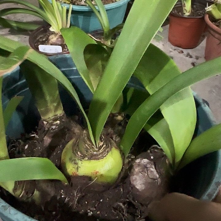 心想事成一坨，裸球发