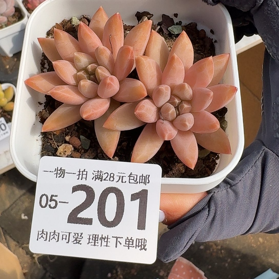 陨石无盆土发货无