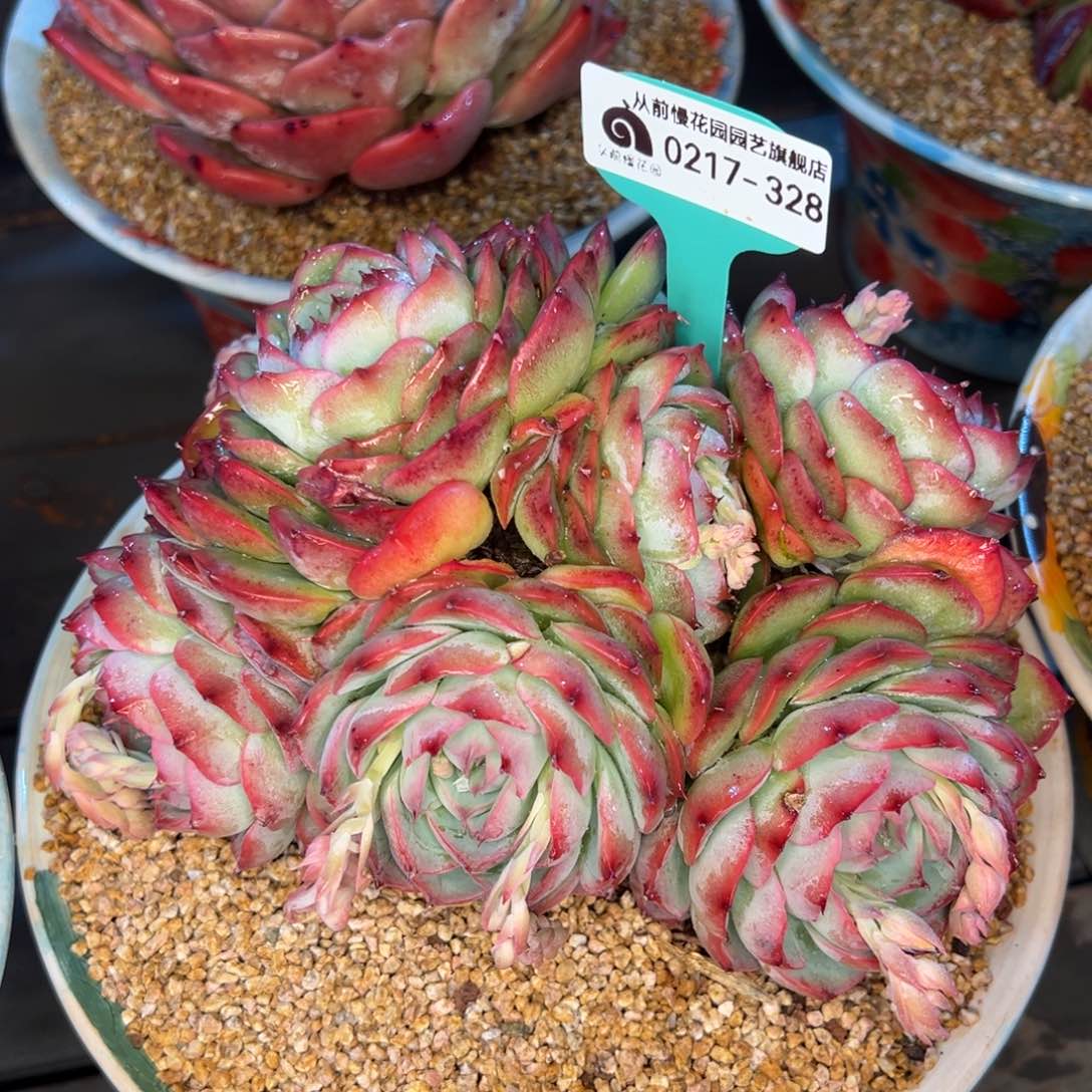 从前慢多肉精选编号0217.328