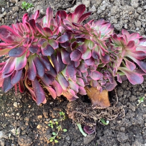 358美杜莎豹纹缀满25包邮多肉