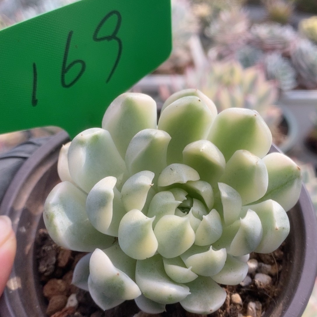 169月影精灵锦锦锦锦