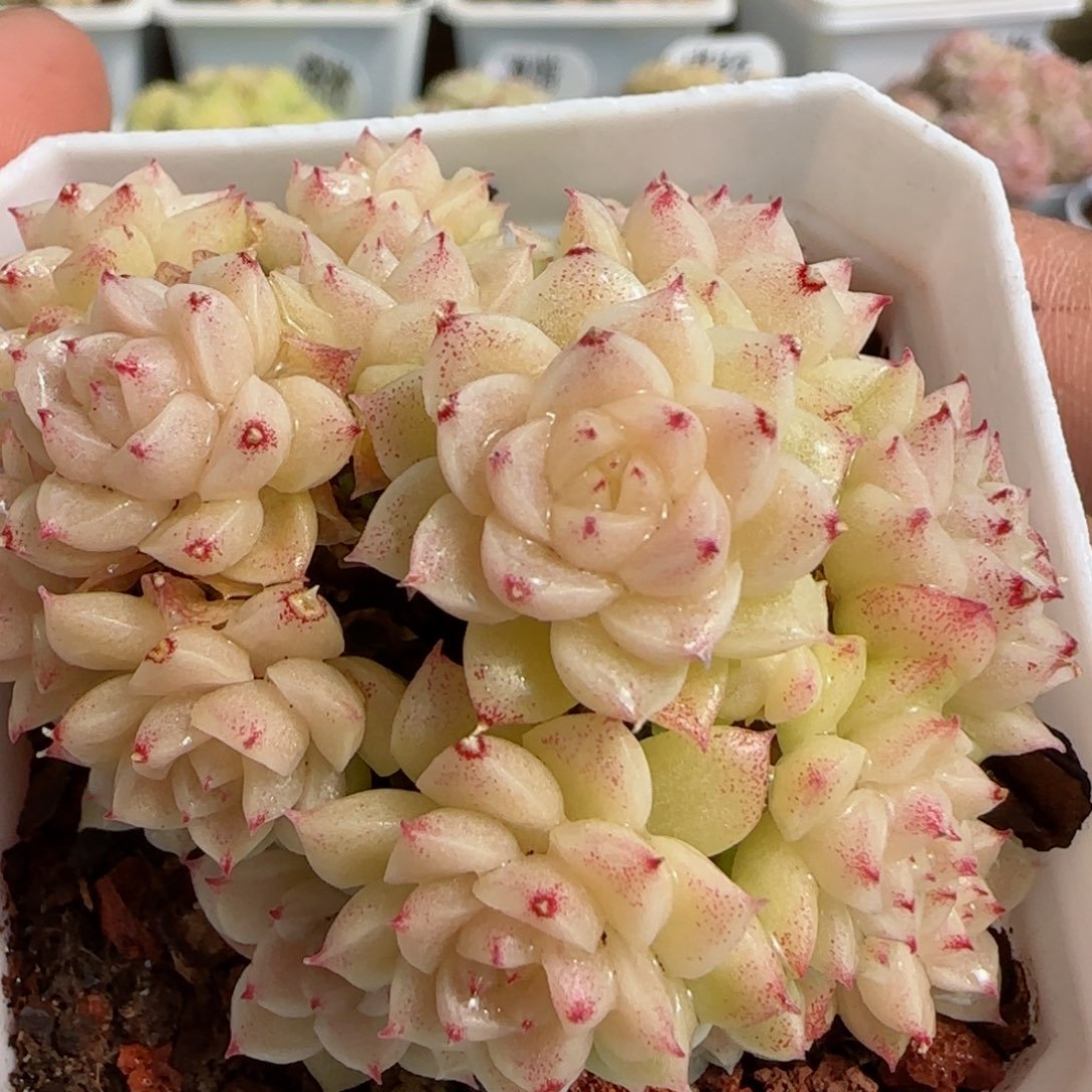 【闪购商品】0308-68优选麦杆