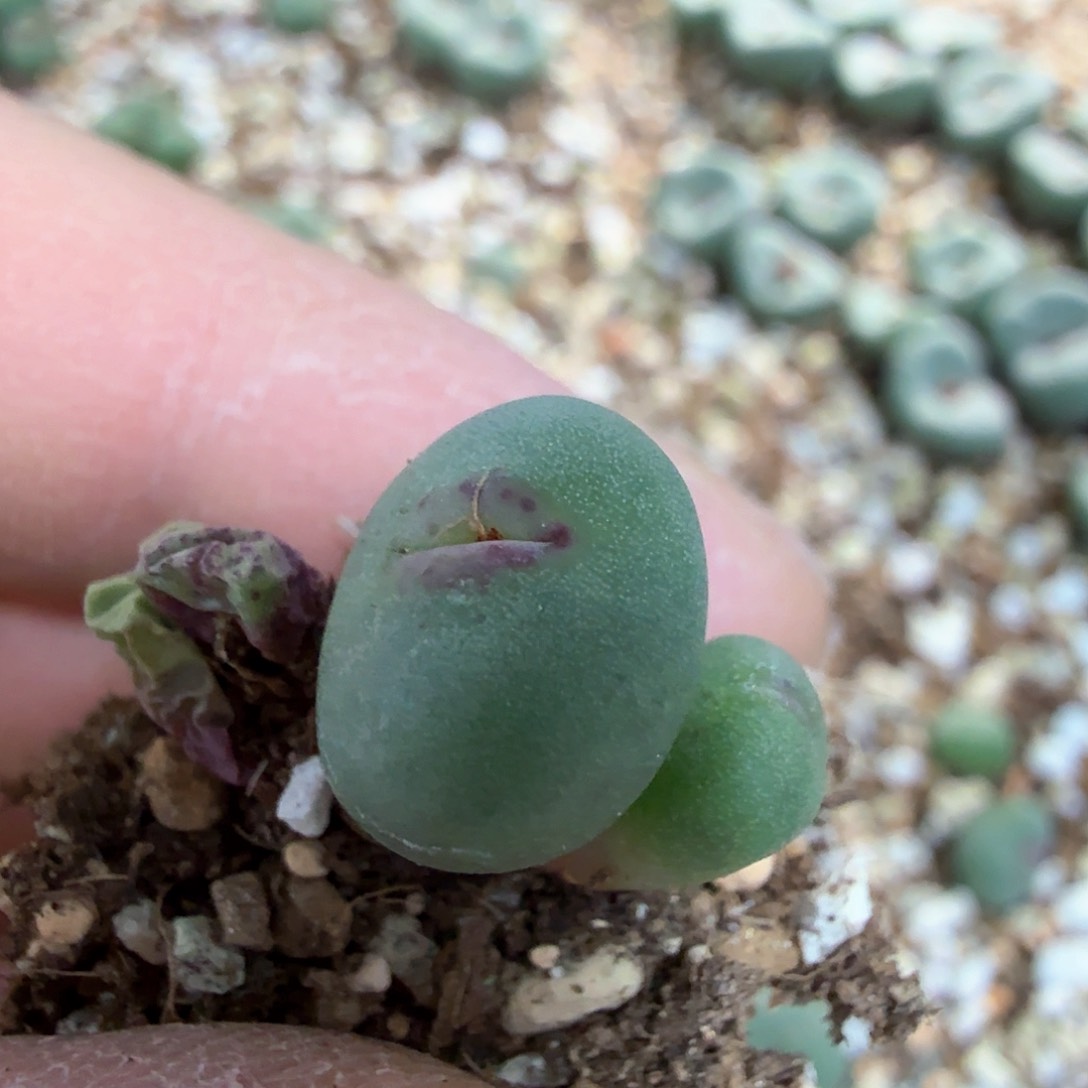 大*dy4 1380b 大胖