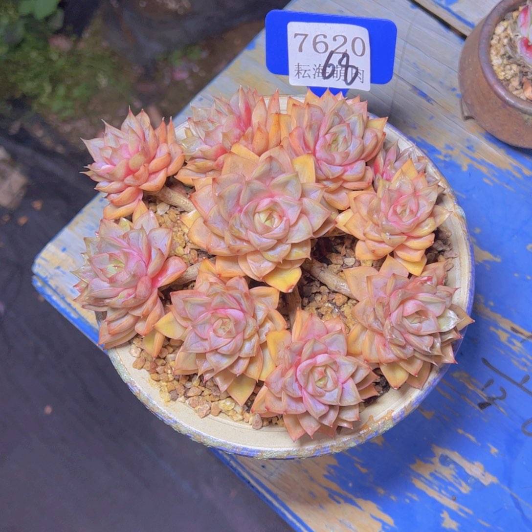 玫瑰7620多肉植物