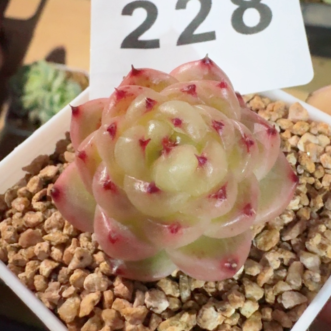 熊猫麦秆         精品多肉